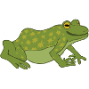 Star Frog