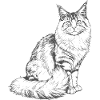 Majestic Maine Coon - Modern Line Illustration