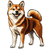 Shiba Inu Smiling