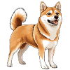 Shiba Inu