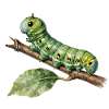 Papilio Caterpillar Swallowtail on Branch