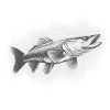 Pike Angler