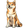 Shiba Inu Cartoon Dog Illustration