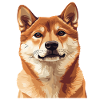 Shiba Inu Portrait Illustration
