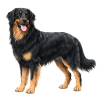 Realistic Hovawart