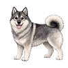 Friendly Norsk Elghund