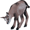 Young chamois