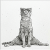 Cool Cat Yoga Splits