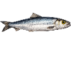 Silver River Fish Illustration