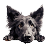 Belgian Sheepdog