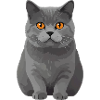 British Shorthair Male Teodoro