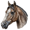 Pferdenaturkundler Illustration
