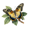 Schwalbenschwanz oder Große Haarsträhne, Papilio machaon