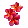 Plumeria Gradient Flowers