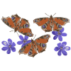 Papillons Paon Œil Hépatique rétro 3