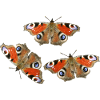 Peacock Eye Butterflies in Love Day Peacock Eye