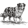 Australian Shepherd Sketch – Dog Design