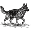Schäferhund Sketch – Deutscher Schäferhund Design