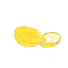 Illustration des citrons de Sicile - Sicile