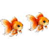 Two Goldfish Pairs Illustration
