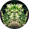 Nature Mandala Leaf Face