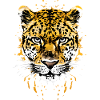 Tête de guépard africaine