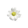 White Daisy Print - Gentle Flowers - Daisies