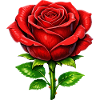 Red Rose Elegance