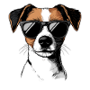 Jack Russell with sunglasses