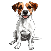 Jack Russell joyeux