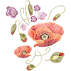  Mohnblumen 