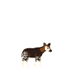 Okapi-liebhaber Okapi-tier Seltene Tierweltliebe