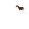 Okapi-liebhaber Okapi-tier Seltene Tierweltliebe