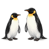 Zwei Pinguine Aquarell
