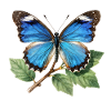 Blue Butterfly on Branch