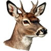 Cerf chevreuil aquarelle naturelle