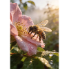 Morning bee on rose blossom