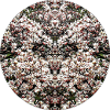 Nature Mandala Magnolias