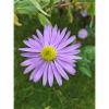 fleur pourpre