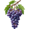 Dark purple bunch of grapes