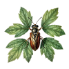 Insecte coléoptère sur feuillage verdoyant