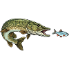 Pike hunts fish