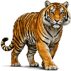 Wild Tiger Wildlife
