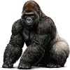 Gorilla Wildlife Tier