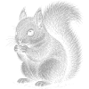 Écureuil