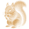 Squirrel