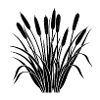 Cattail