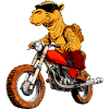 Kamel Motorradfahrer