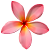 Plumeria Temple Flower