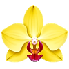 orchidée